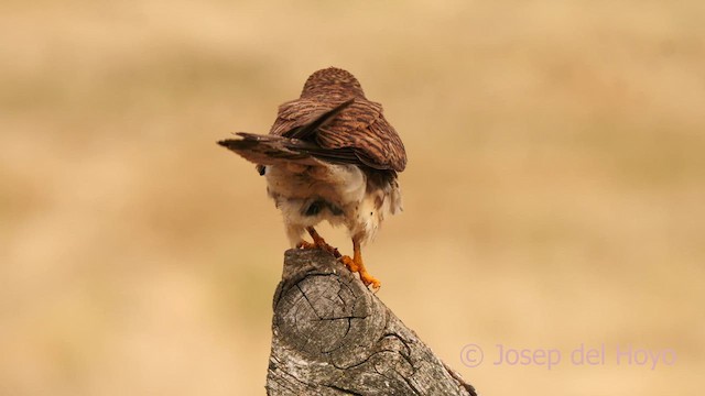 Lesser Kestrel - ML630114677