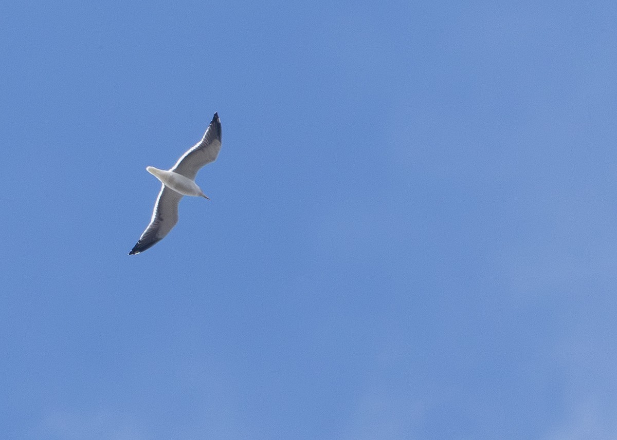 Lesser Black-backed Gull - ML630114713