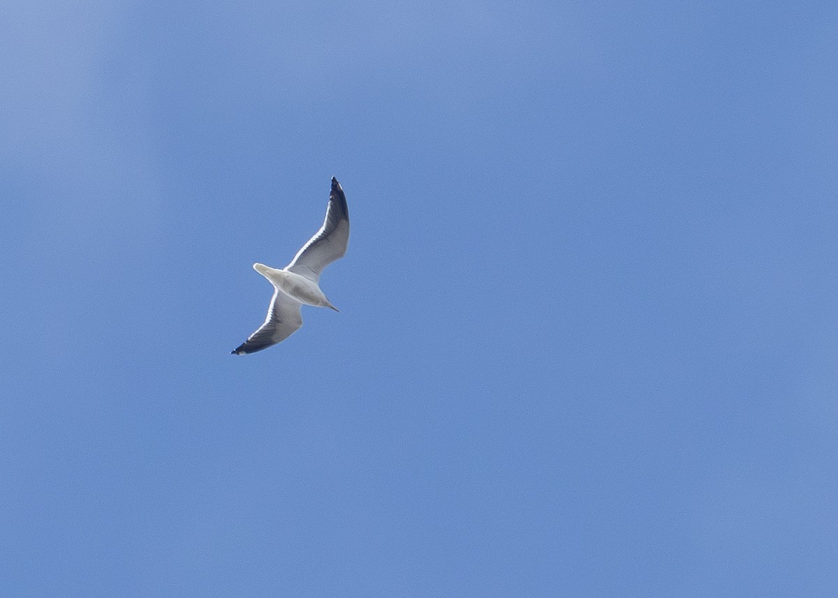 Lesser Black-backed Gull - ML630114714