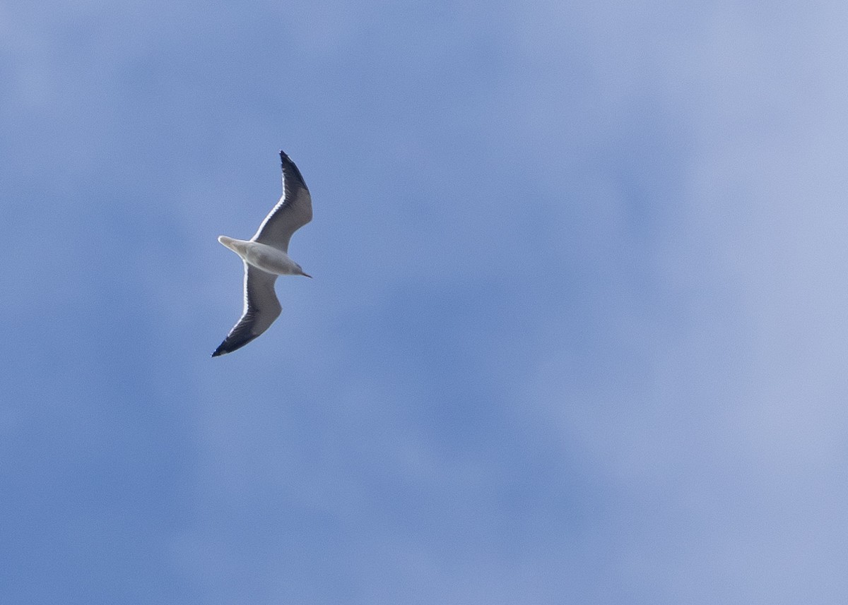 Lesser Black-backed Gull - ML630114715