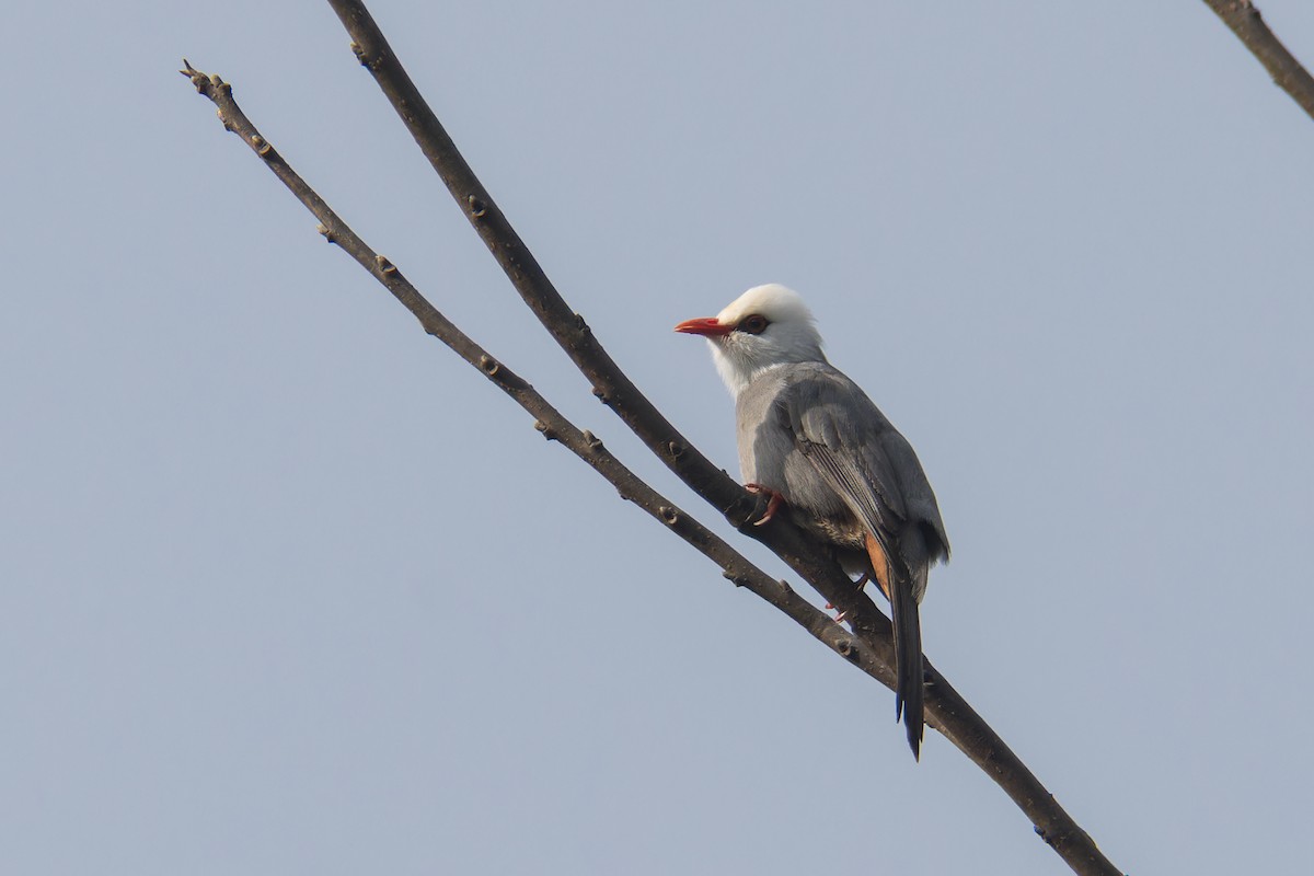 White-headed Bulbul - ML630114866
