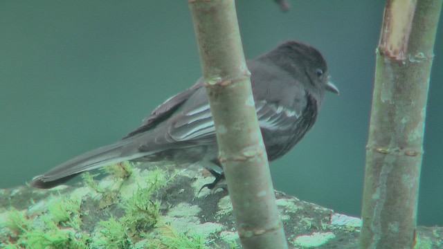 Black Phoebe (White-winged) - ML630115142