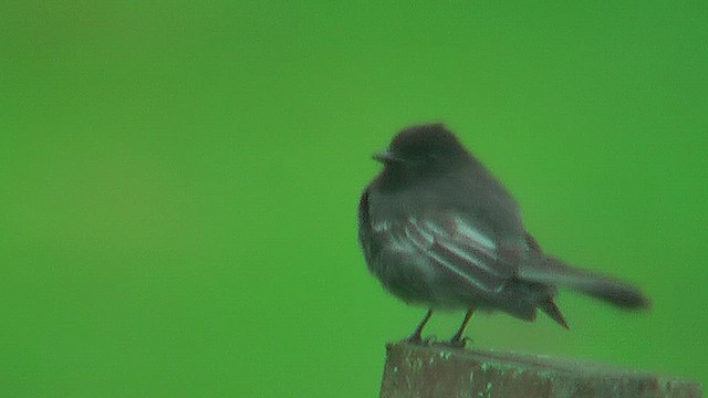 Black Phoebe (White-winged) - ML630115160