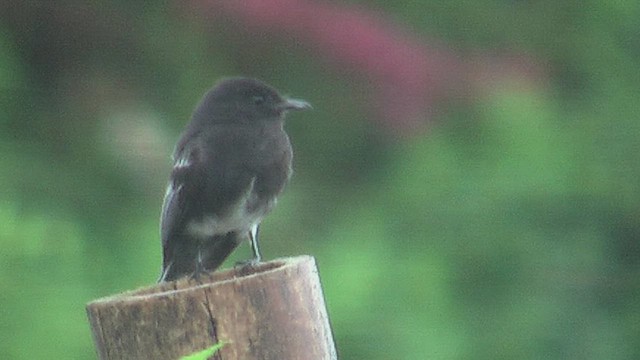 Black Phoebe (White-winged) - ML630115167