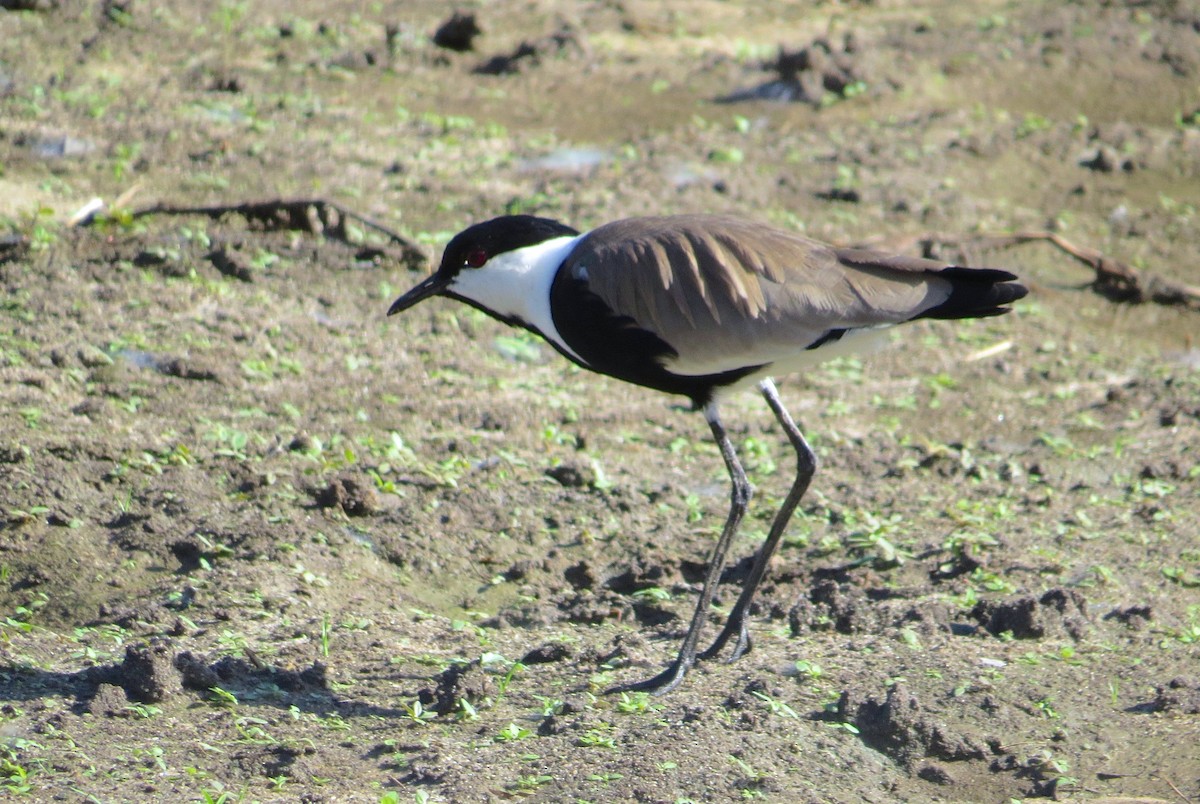 Spur-winged Lapwing - ML63011521