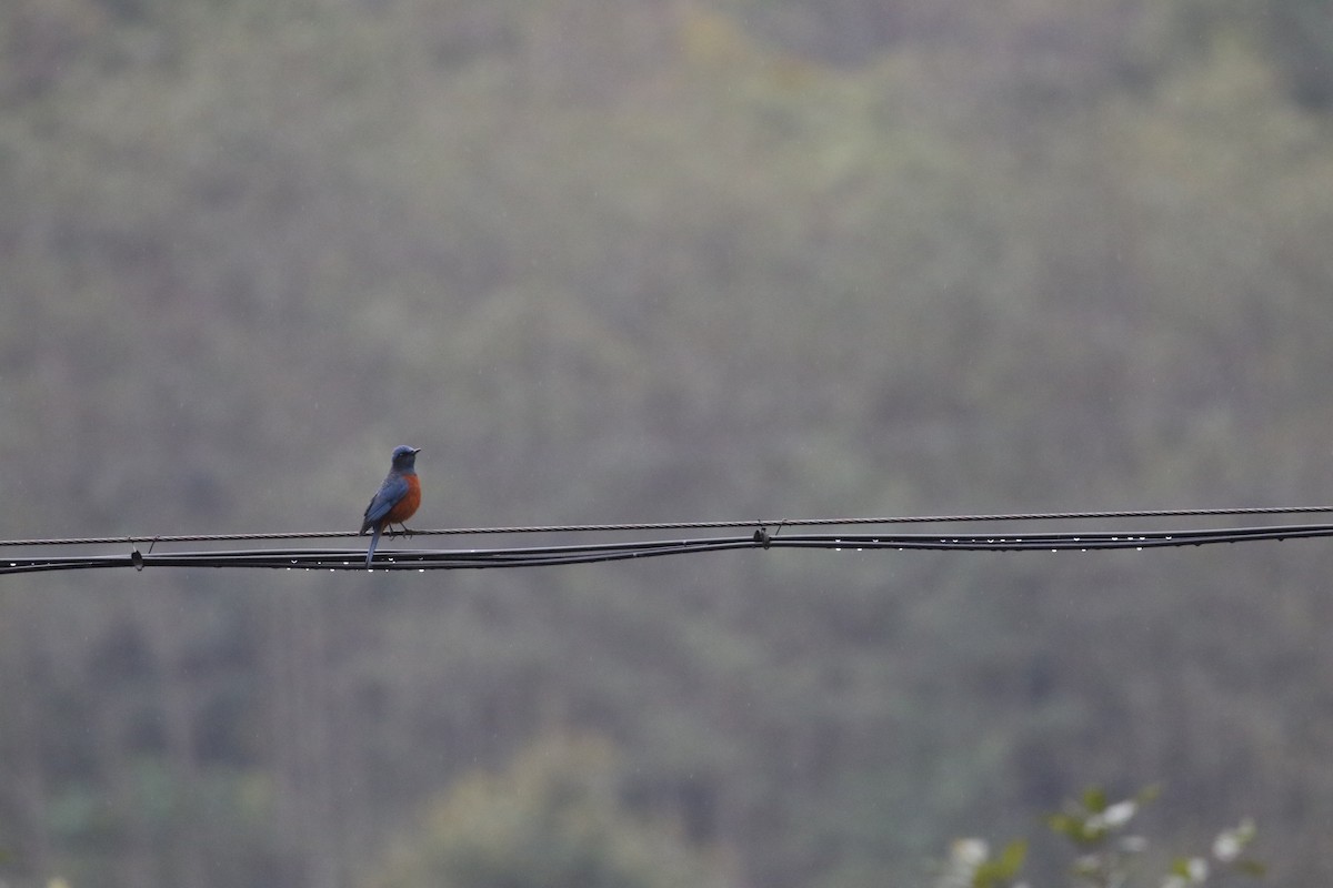 Chestnut-bellied Rock-Thrush - ML630115319