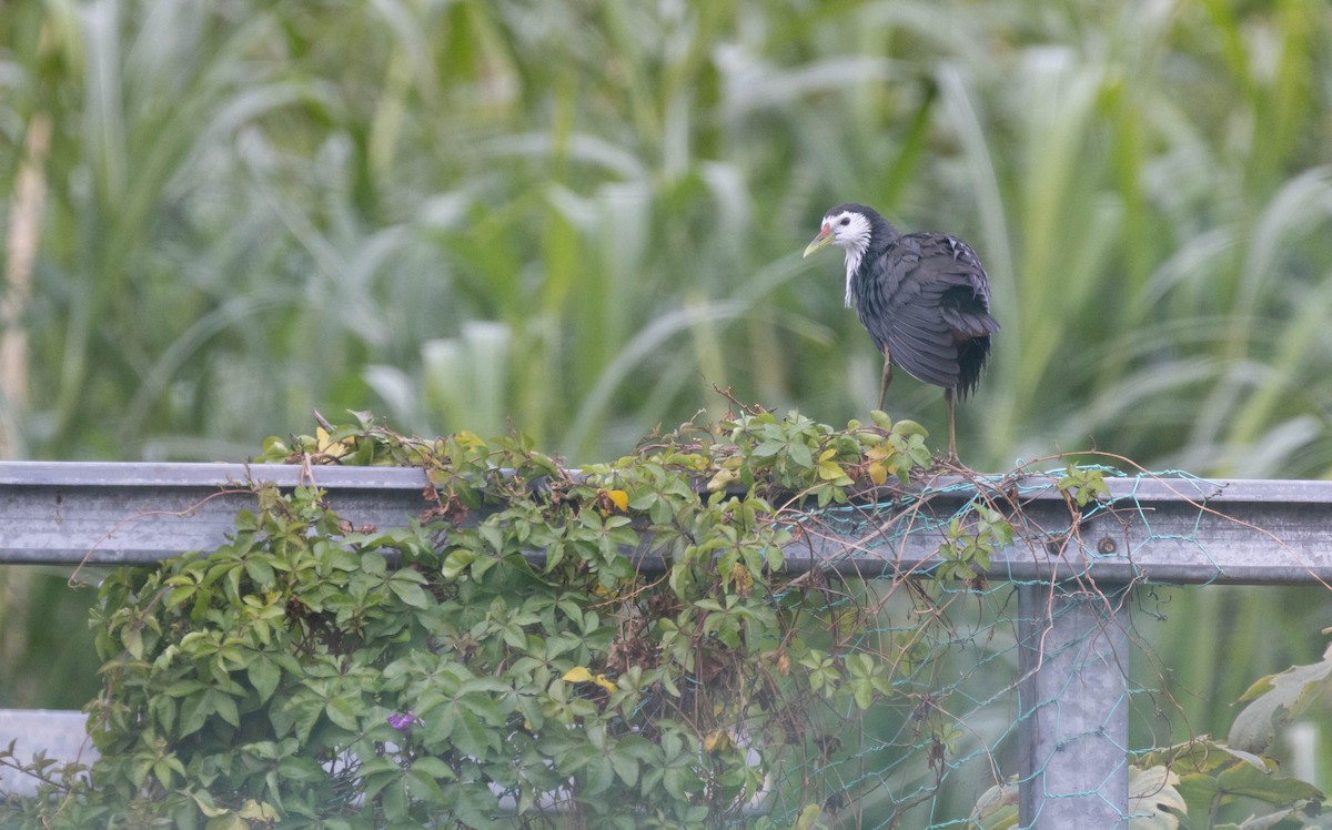 White-breasted Waterhen - ML630115367
