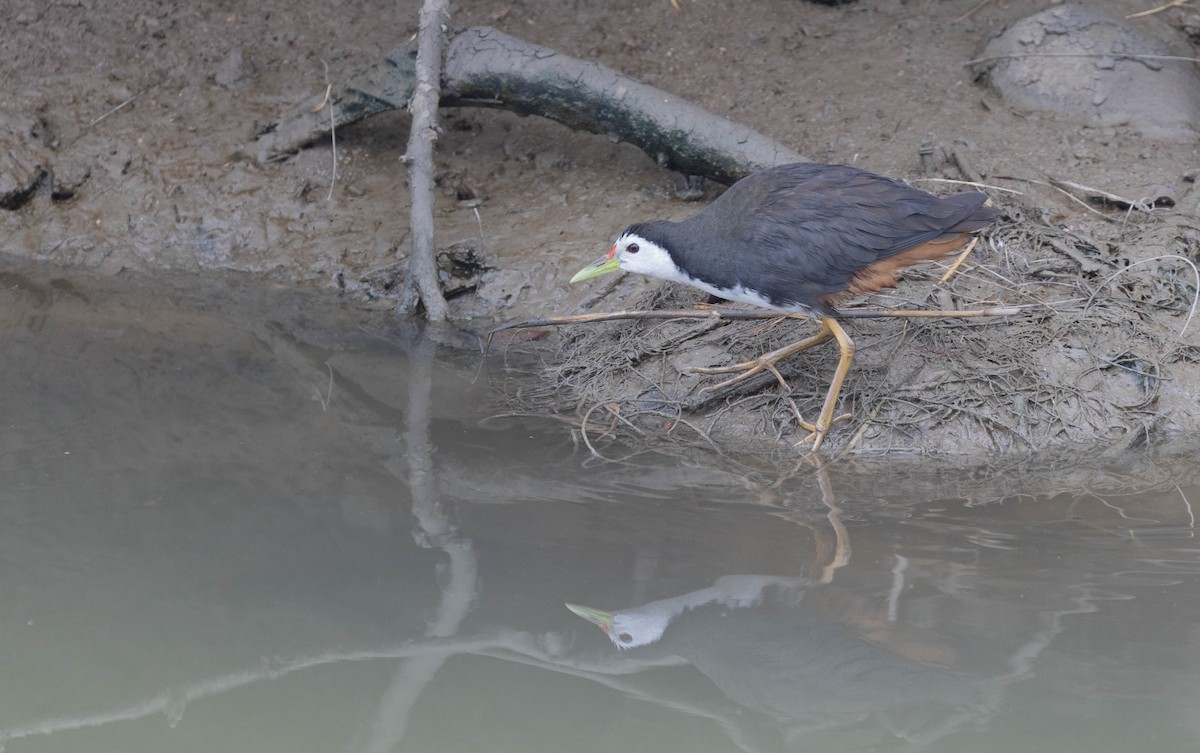 White-breasted Waterhen - ML630115368