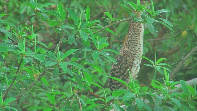 Fasciated Tiger-Heron - ML630115394