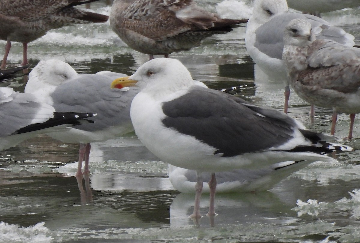 American Herring x Great Black-backed Gull (hybrid) - ML630115403