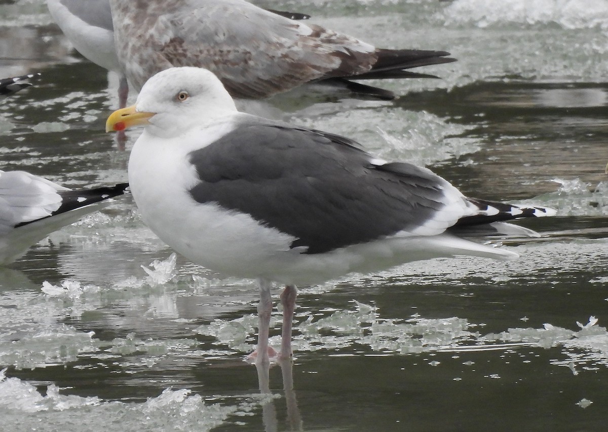 American Herring x Great Black-backed Gull (hybrid) - ML630115406