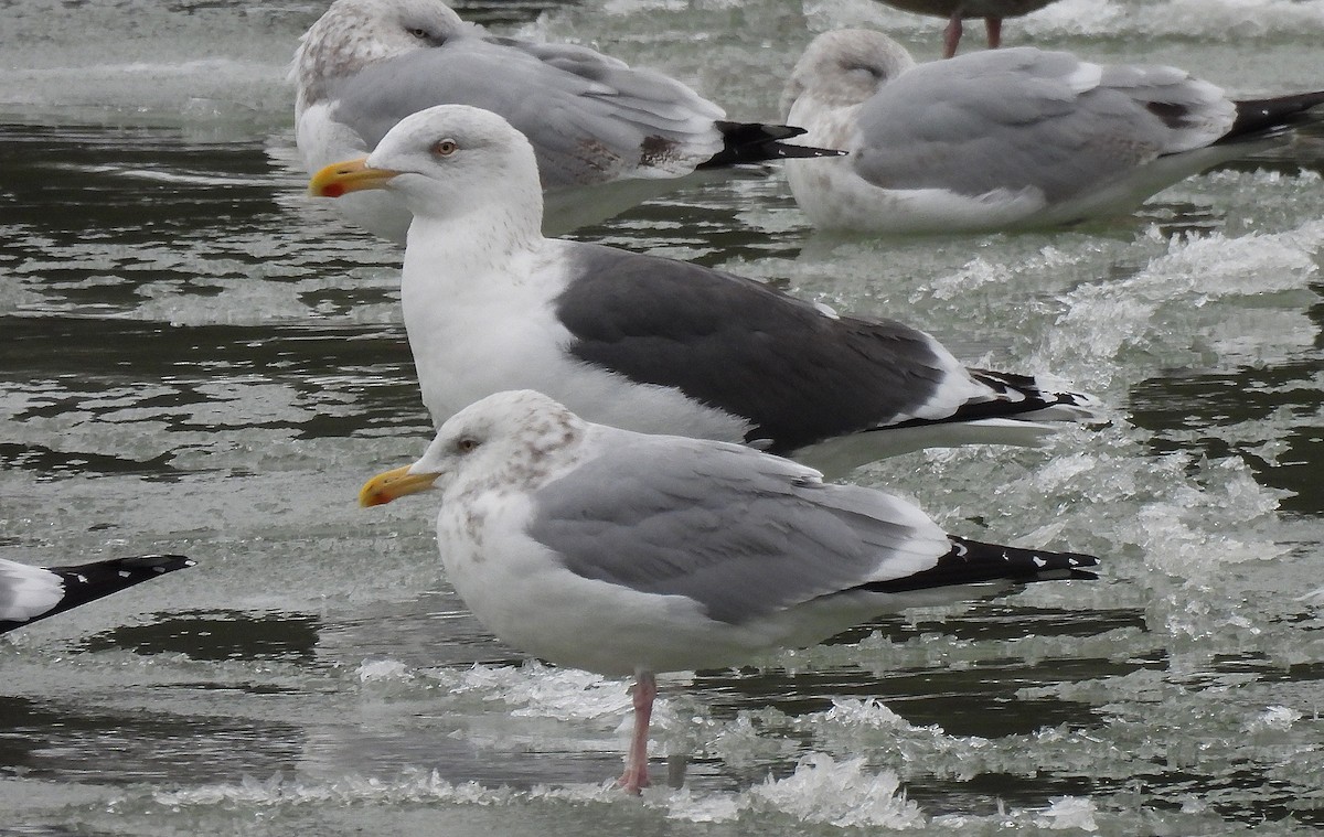 American Herring x Great Black-backed Gull (hybrid) - ML630115412