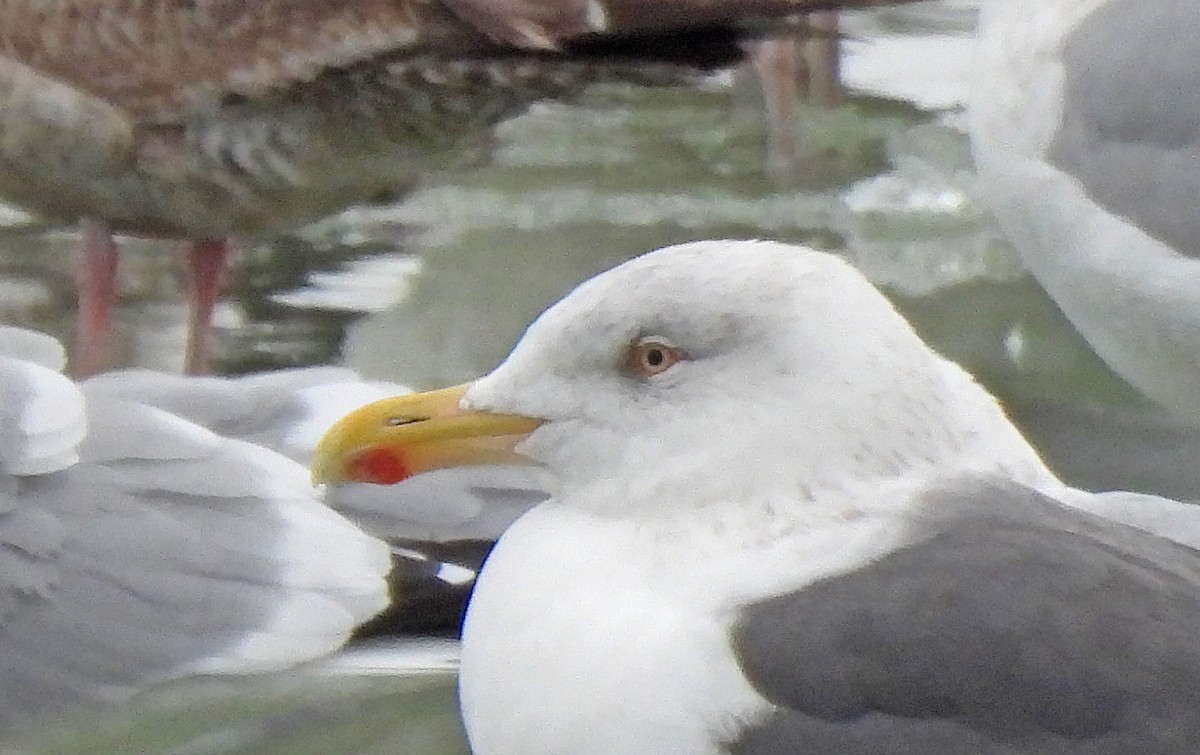 American Herring x Great Black-backed Gull (hybrid) - ML630115416