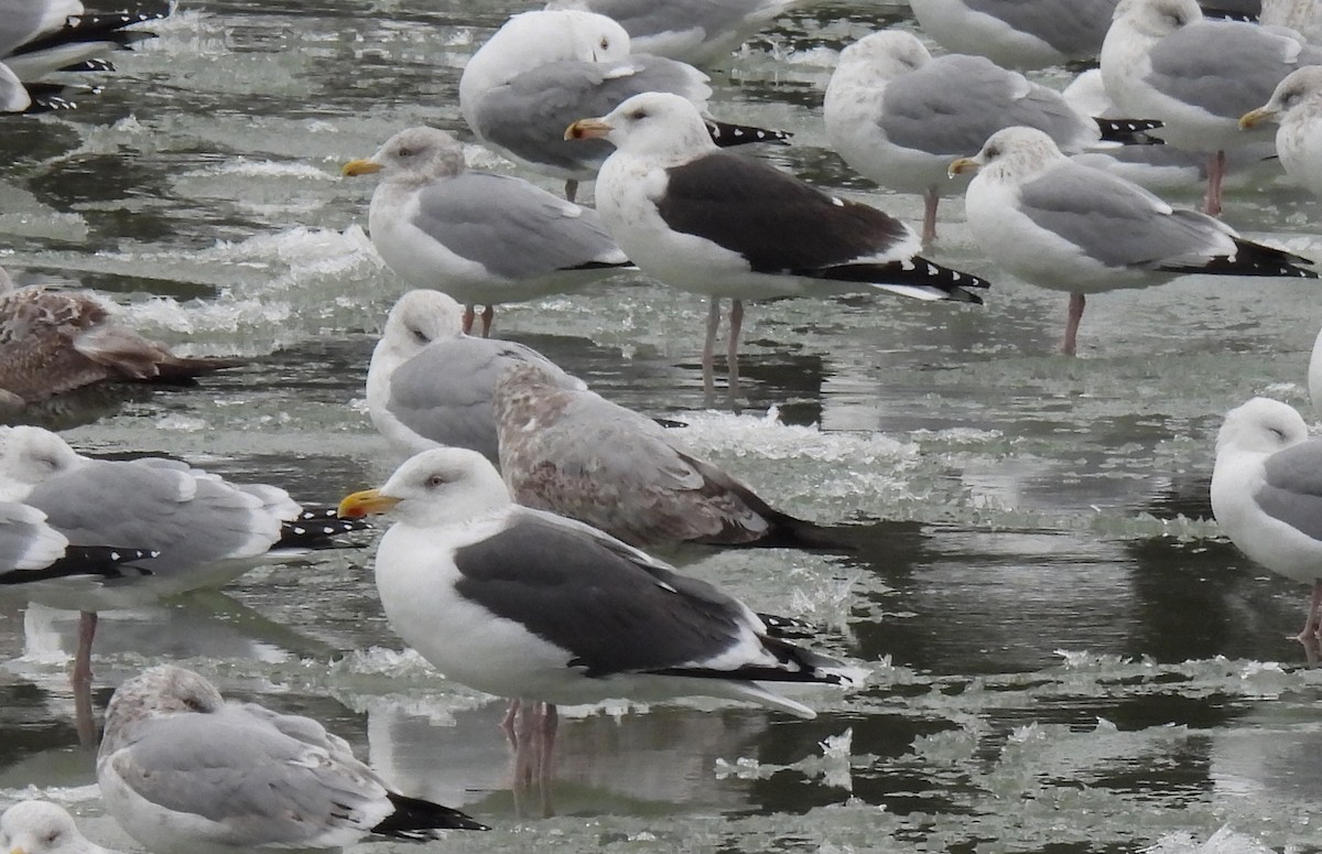 American Herring x Great Black-backed Gull (hybrid) - ML630115420