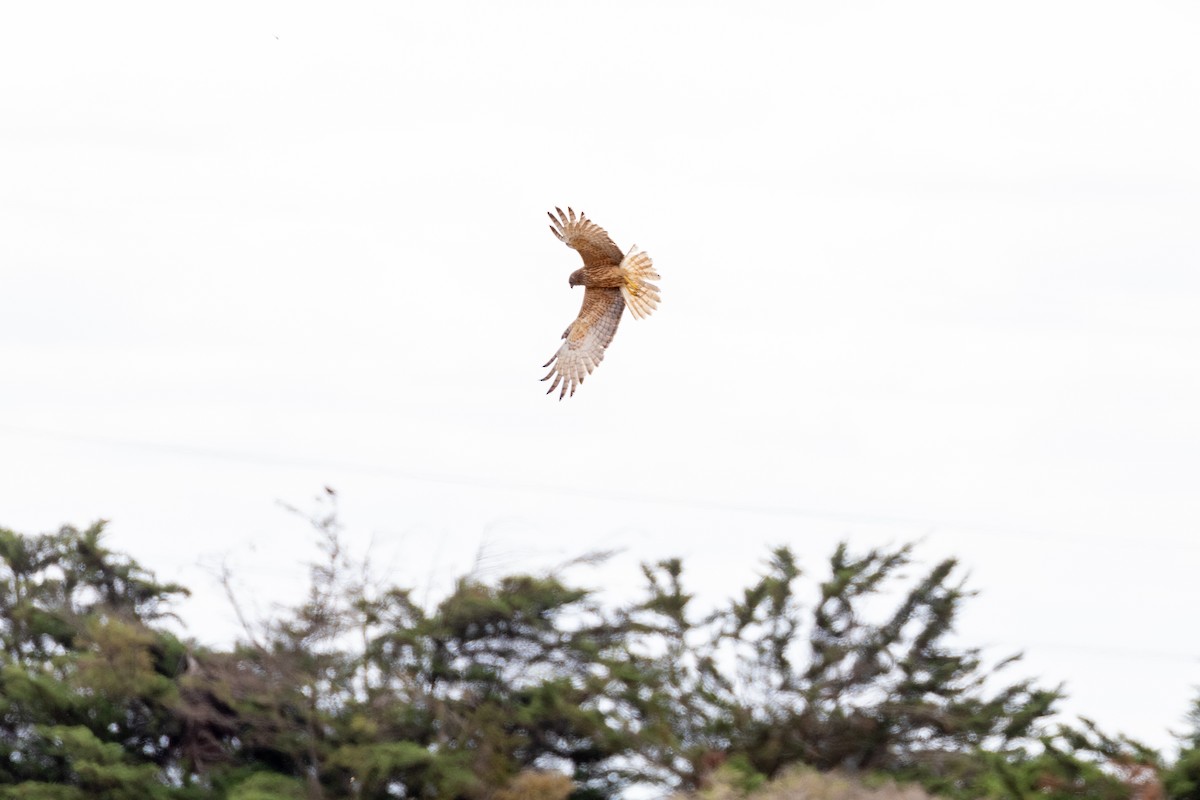 Swamp Harrier - ML630115543