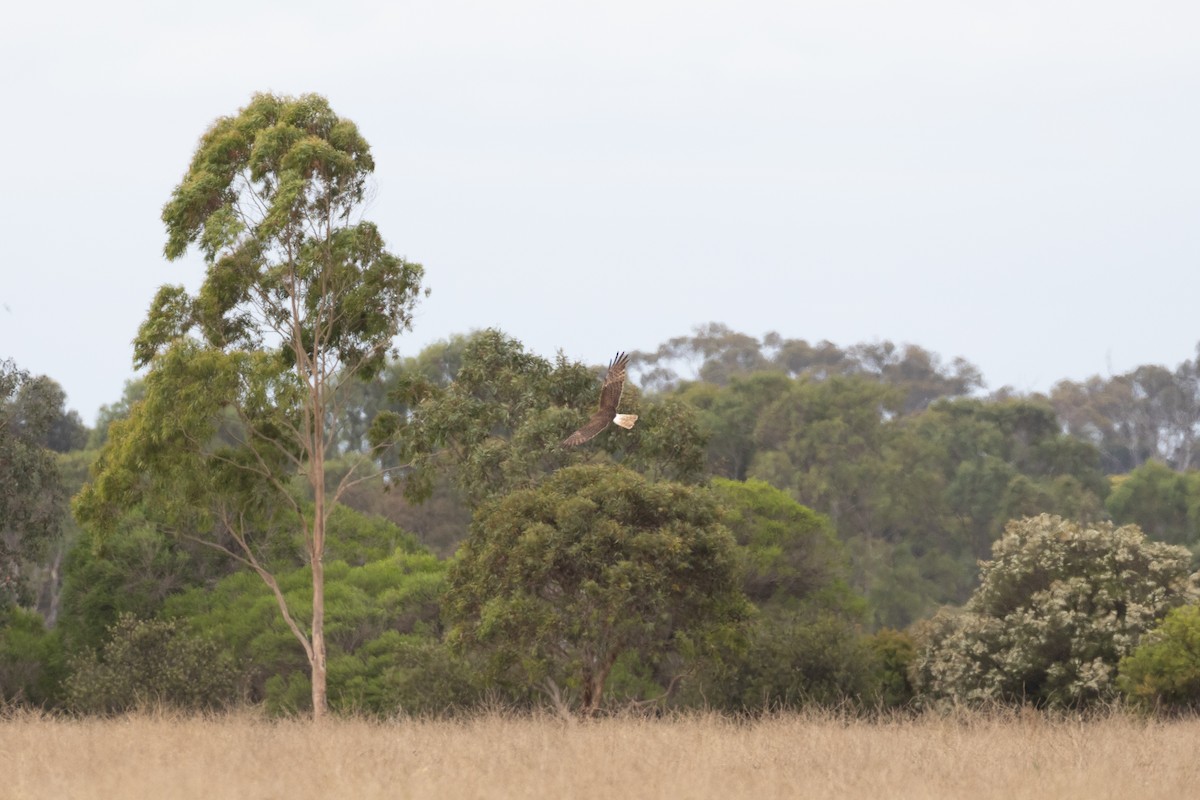 Swamp Harrier - ML630115544