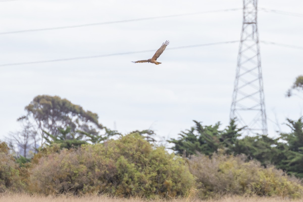 Swamp Harrier - ML630115545