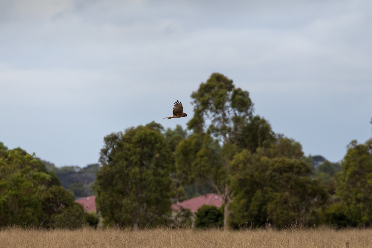 Swamp Harrier - ML630115546