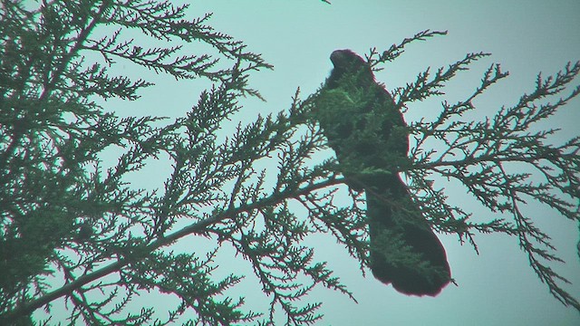 Smooth-billed Ani - ML630115570