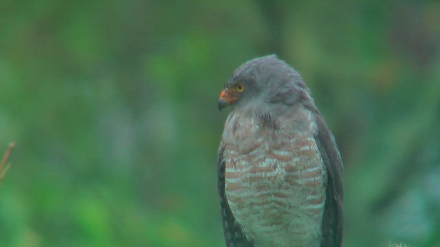 Roadside Hawk - ML630115614
