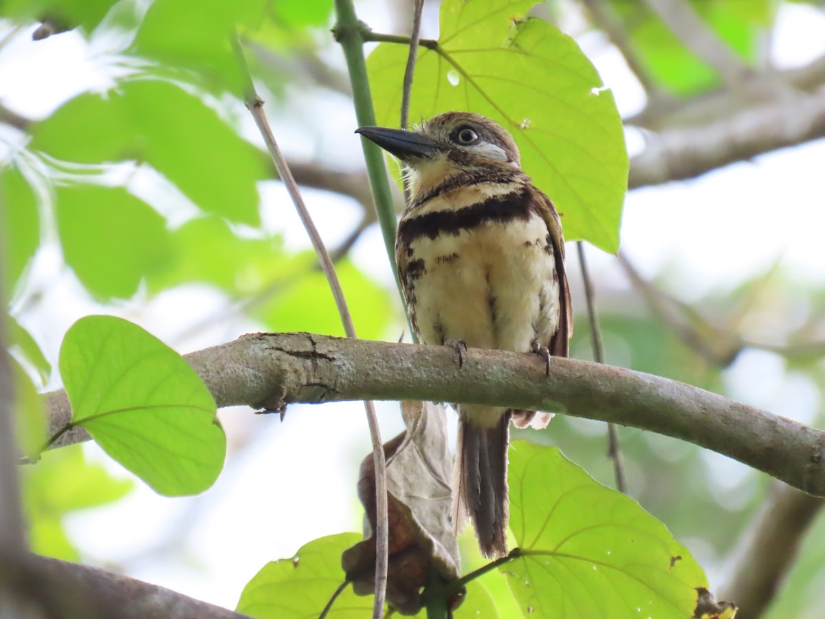 Russet-throated/Two-banded Puffbird - ML630115622