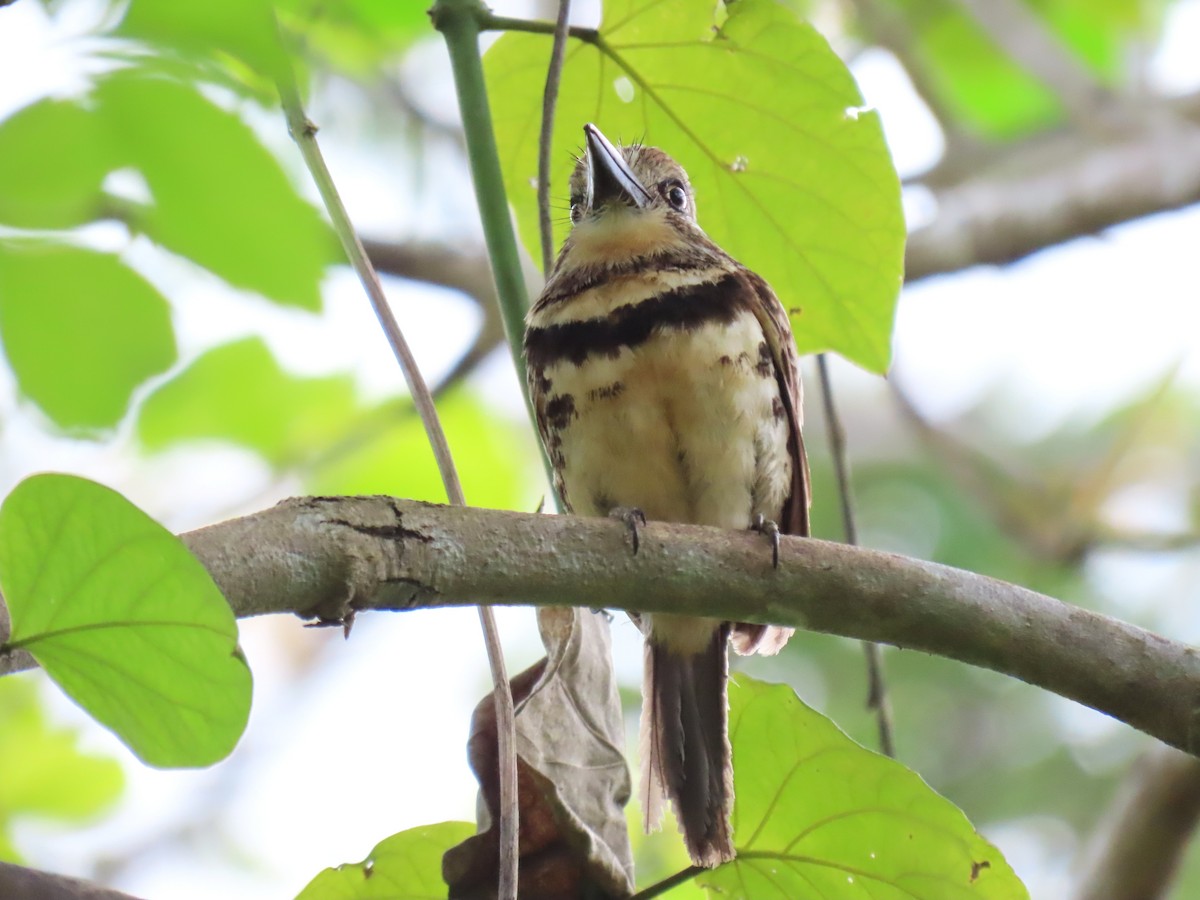 Russet-throated/Two-banded Puffbird - ML630115623