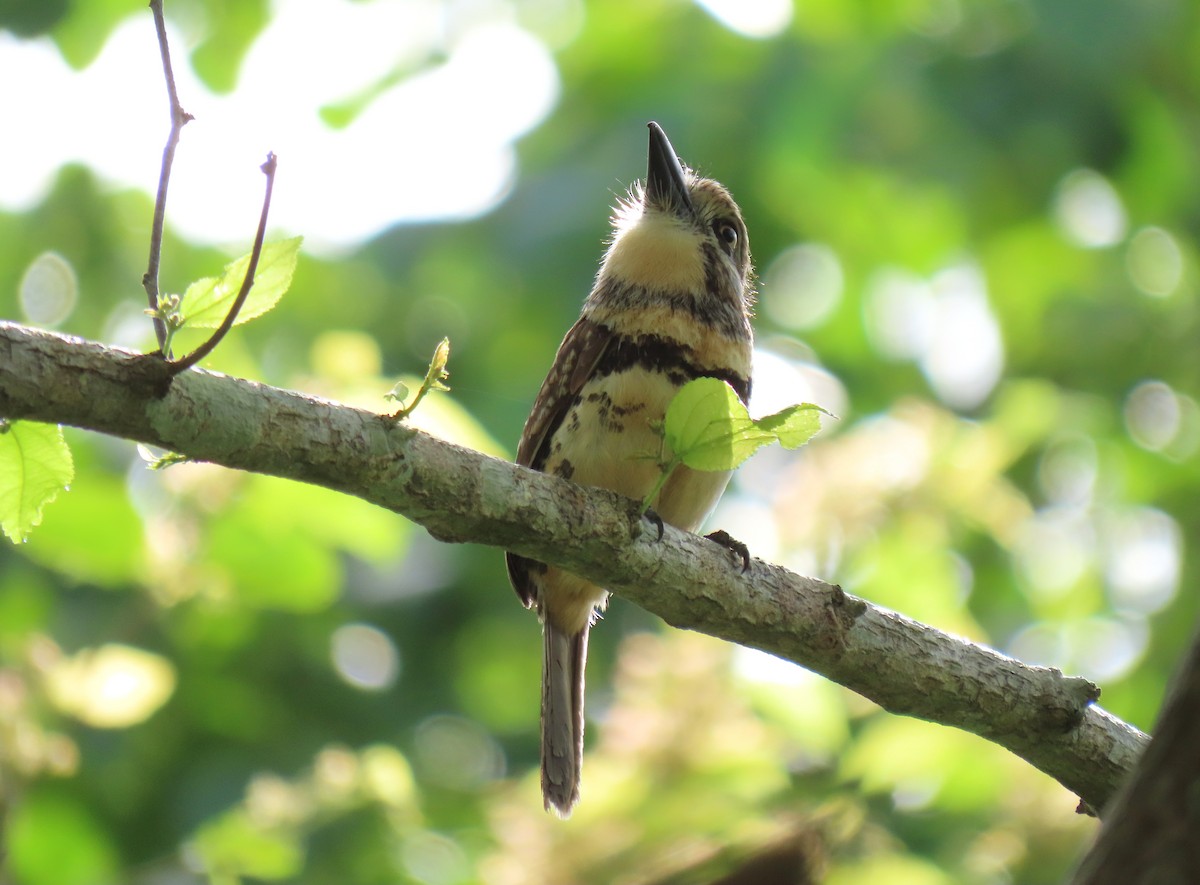 Russet-throated/Two-banded Puffbird - ML630115624