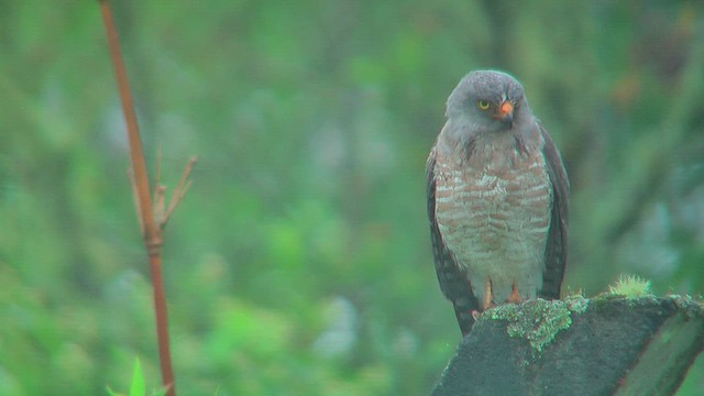 Roadside Hawk - ML630115629