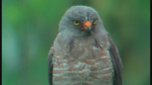 Roadside Hawk - ML630115631