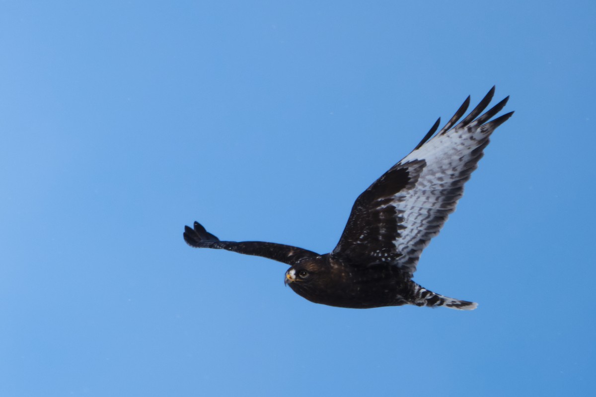 Rough-legged Hawk - ML630115733