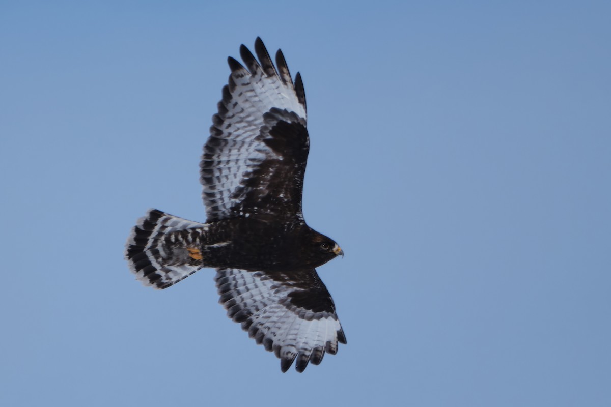 Rough-legged Hawk - ML630115734