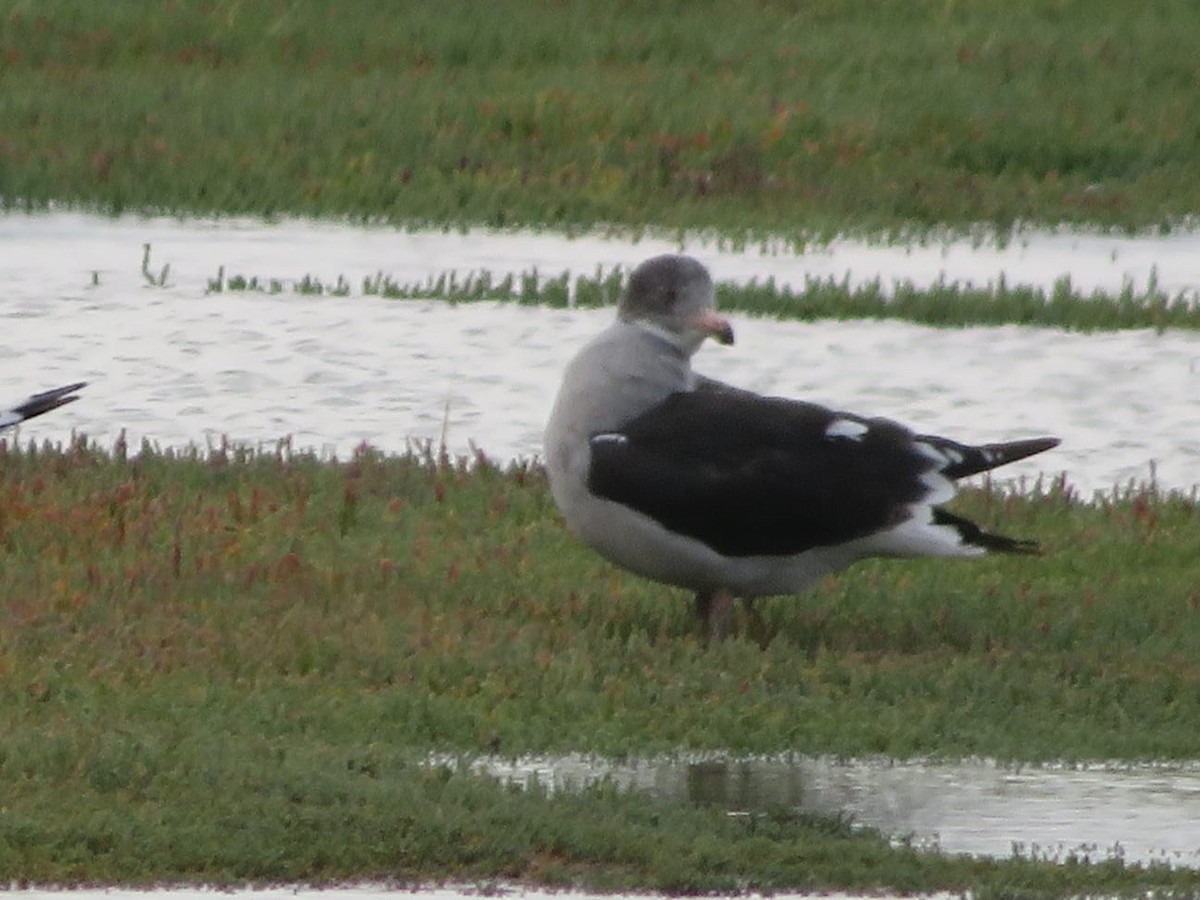 Dolphin Gull - ML630115789