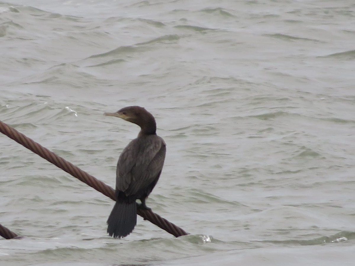 Neotropic Cormorant - ML630115794