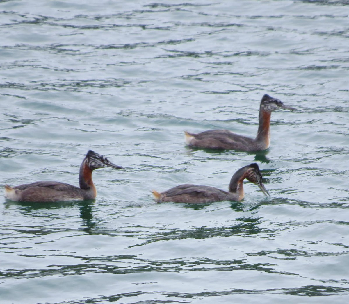 Great Grebe - ML630115797