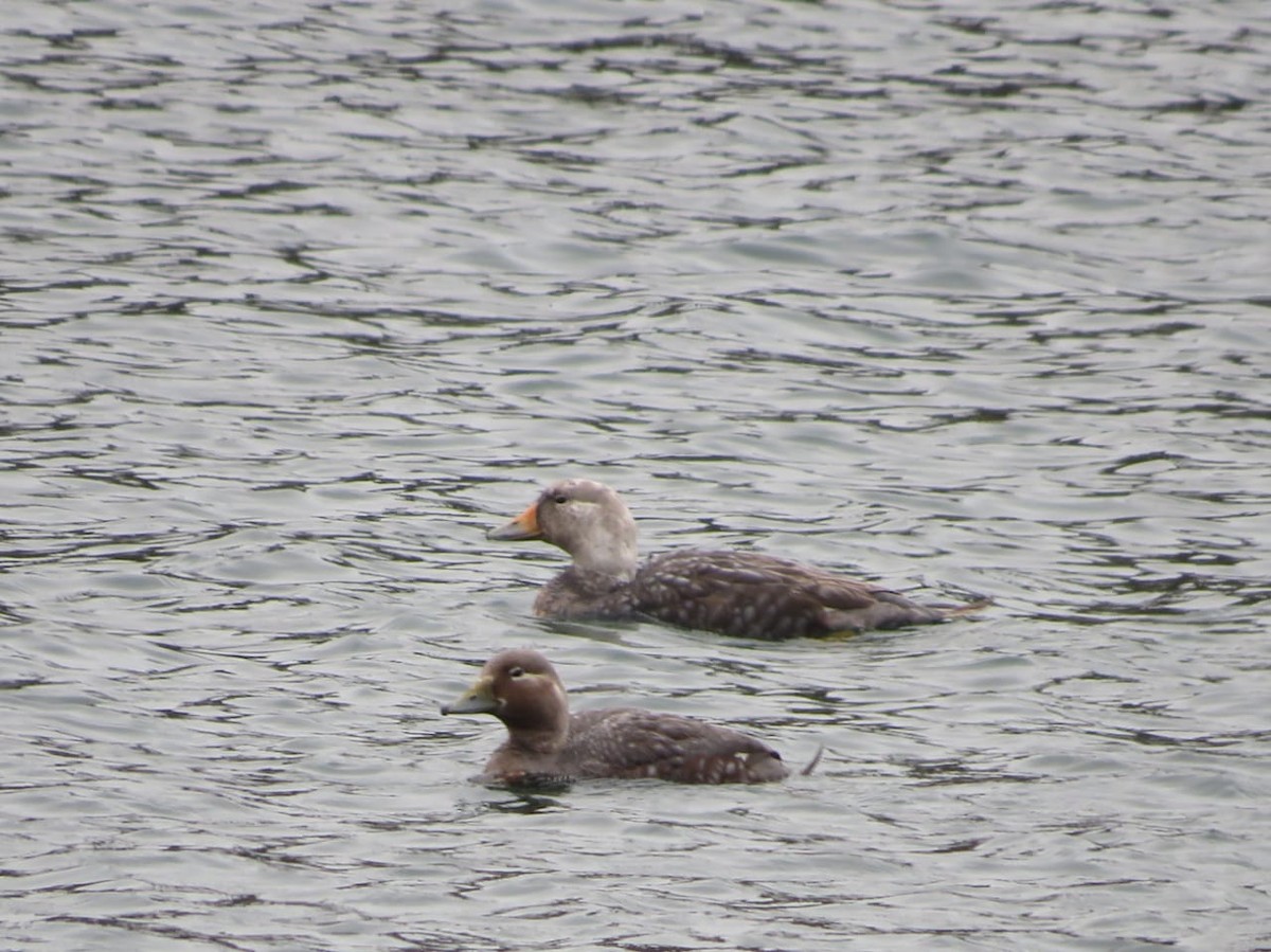 Flying Steamer-Duck - ML630115830