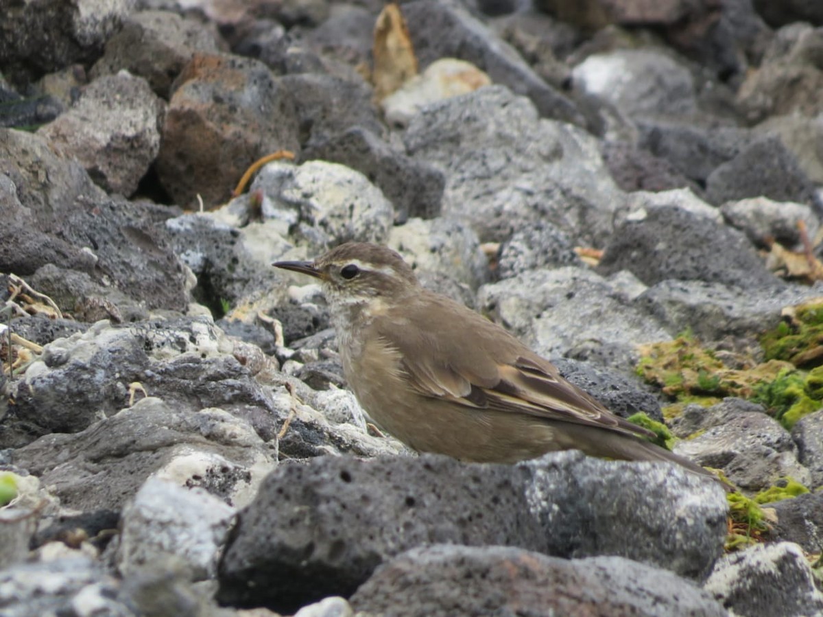 Buff-winged Cinclodes - ML630115842