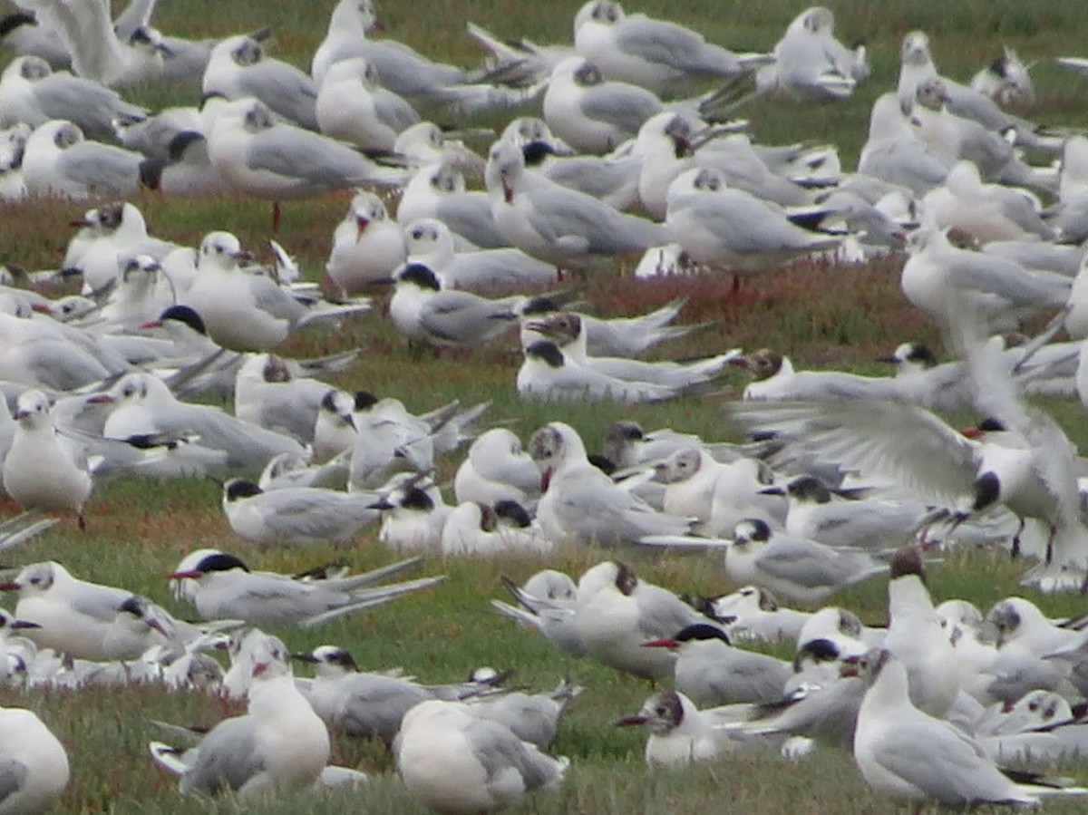 South American Tern - ML630115877