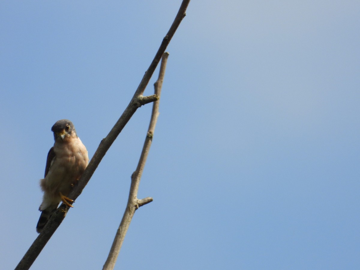 Seychelles Kestrel - ML630115948