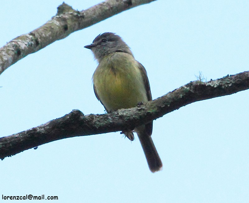 Ashy-headed Tyrannulet - ML630116137