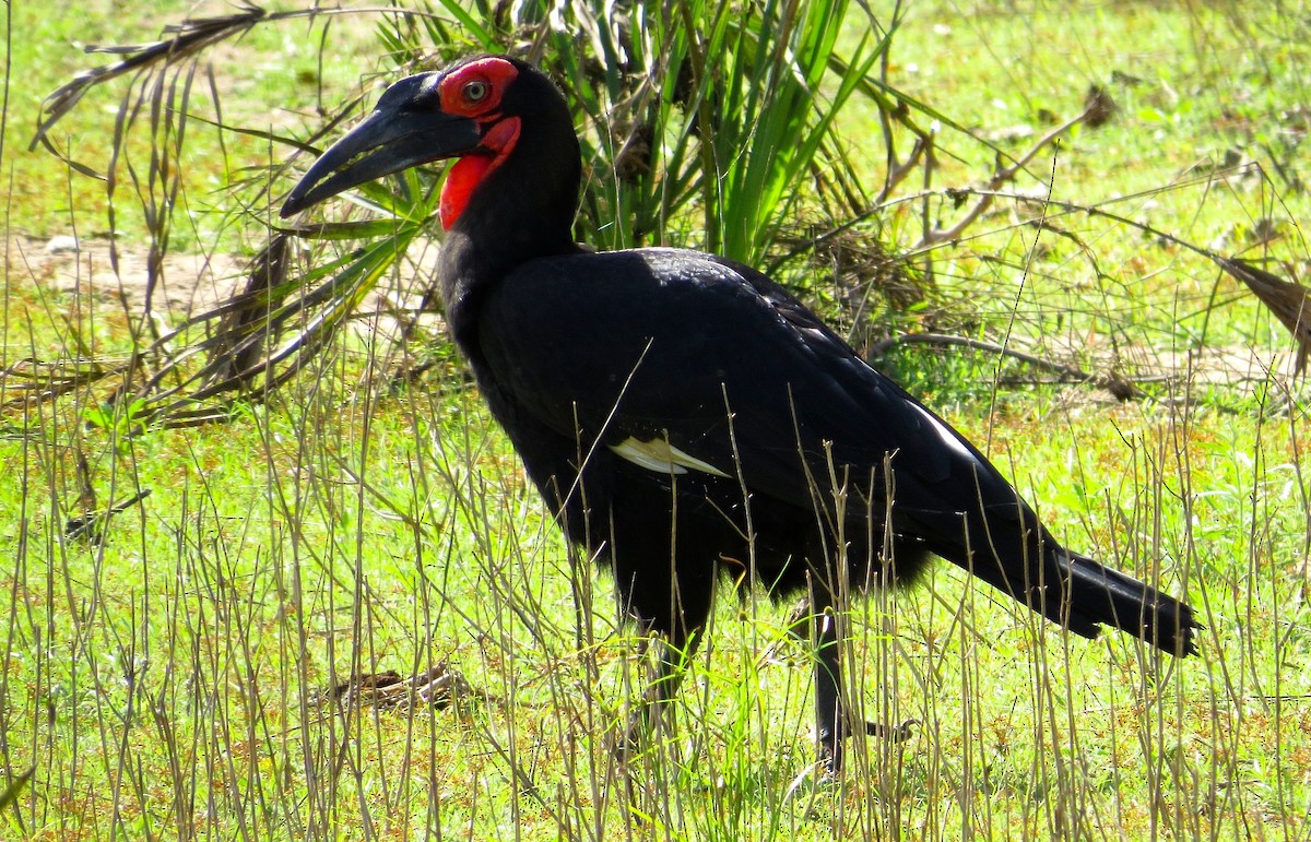 Southern Ground-Hornbill - Adam Dudley