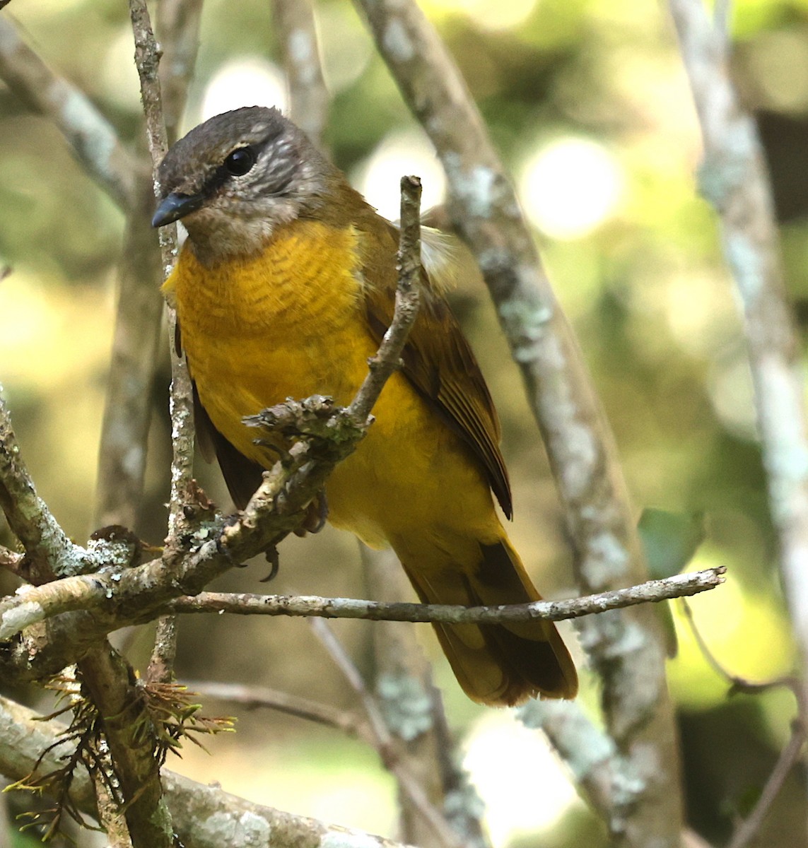 Purple-throated Cuckooshrike - ML630116380