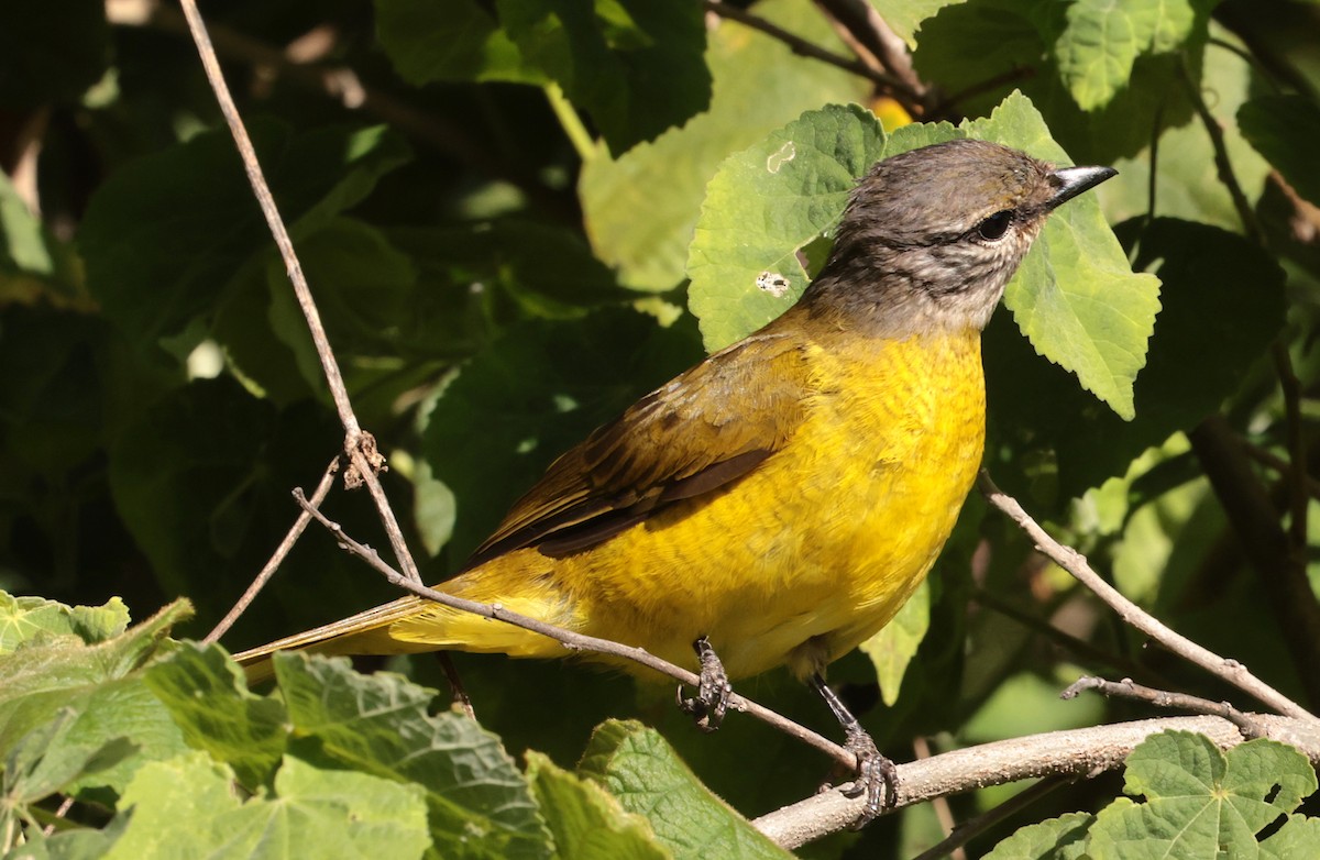 Purple-throated Cuckooshrike - ML630116381