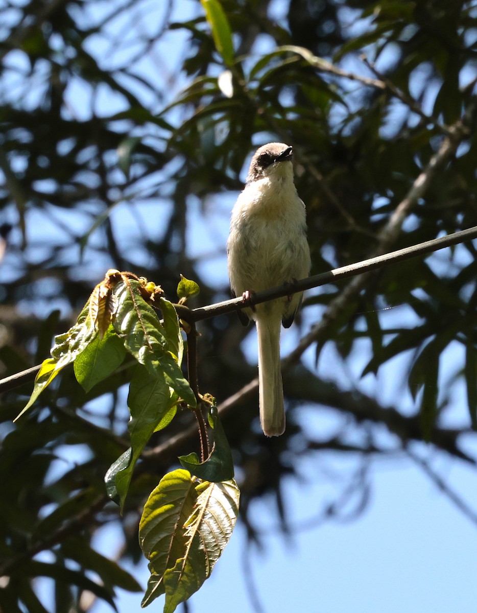 Gray Apalis - ML630116407