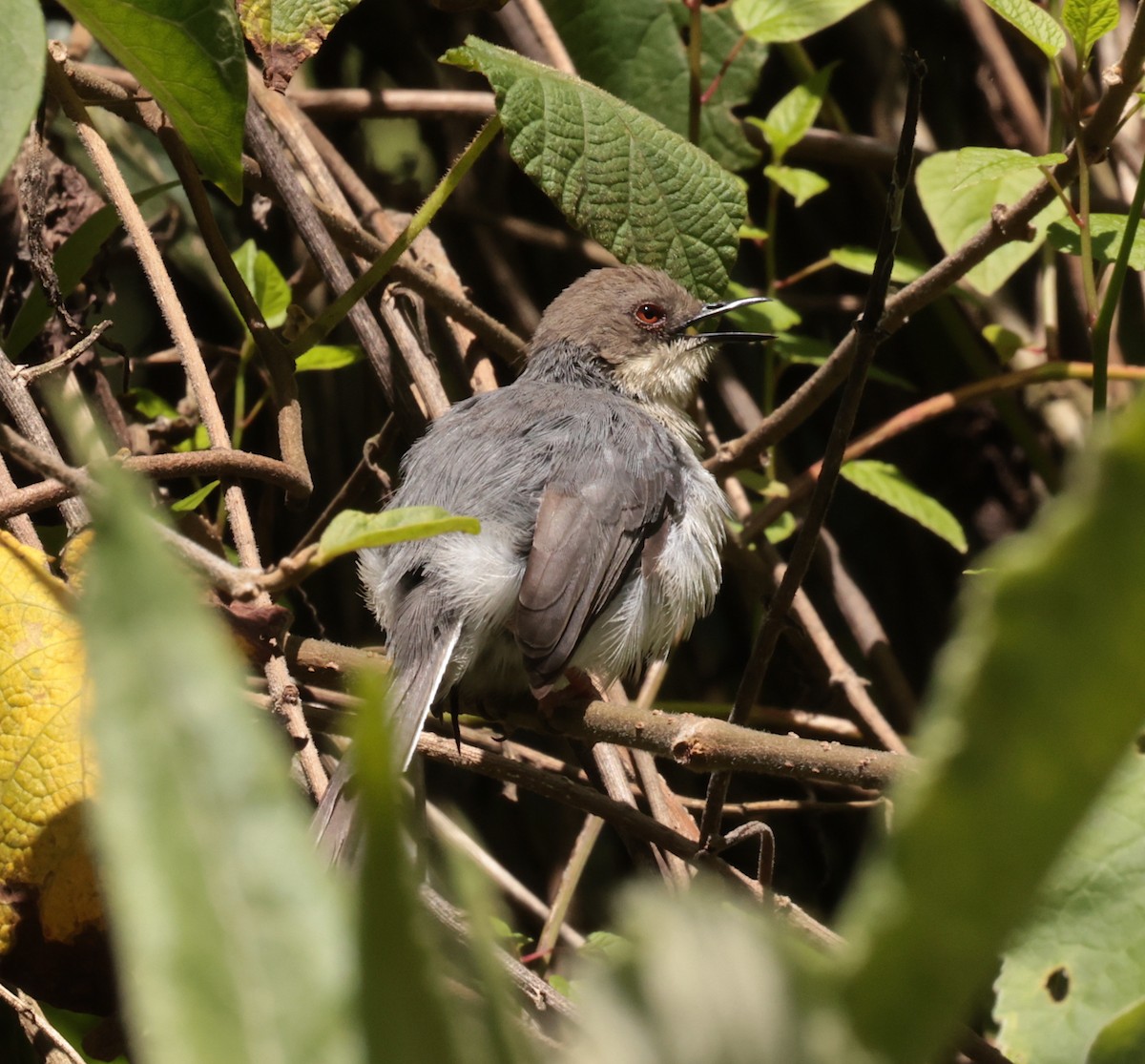 Gray Apalis - ML630116408