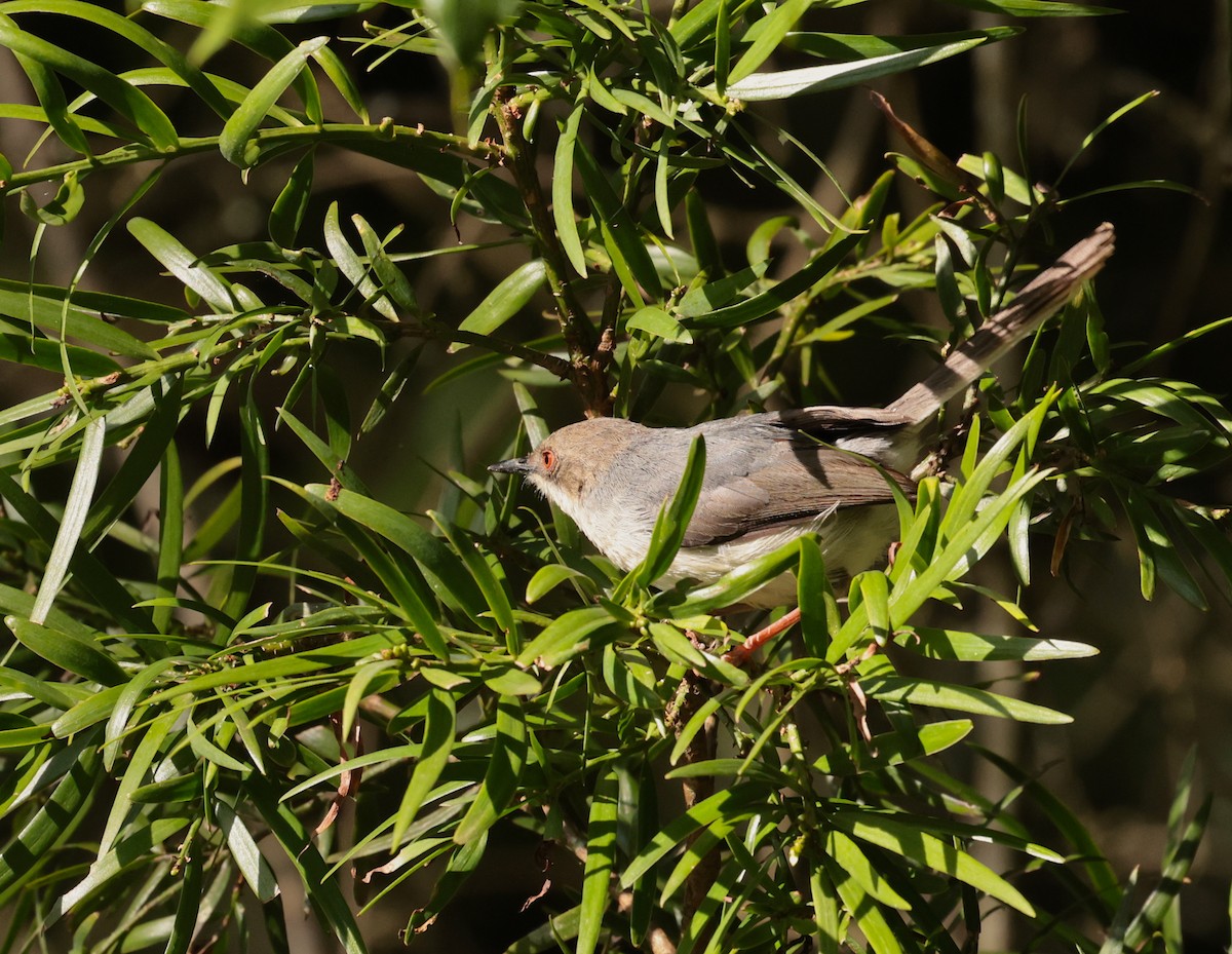 Gray Apalis - ML630116409