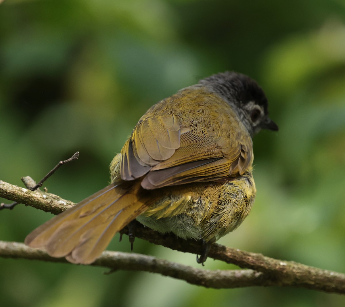 Black-headed Mountain Greenbul - ML630116422