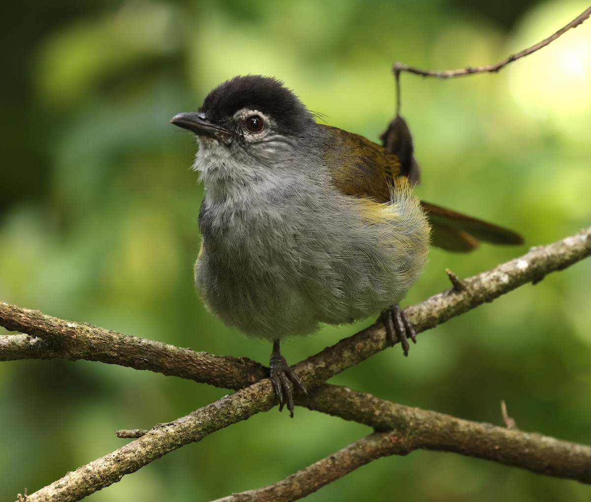 Black-headed Mountain Greenbul - ML630116423