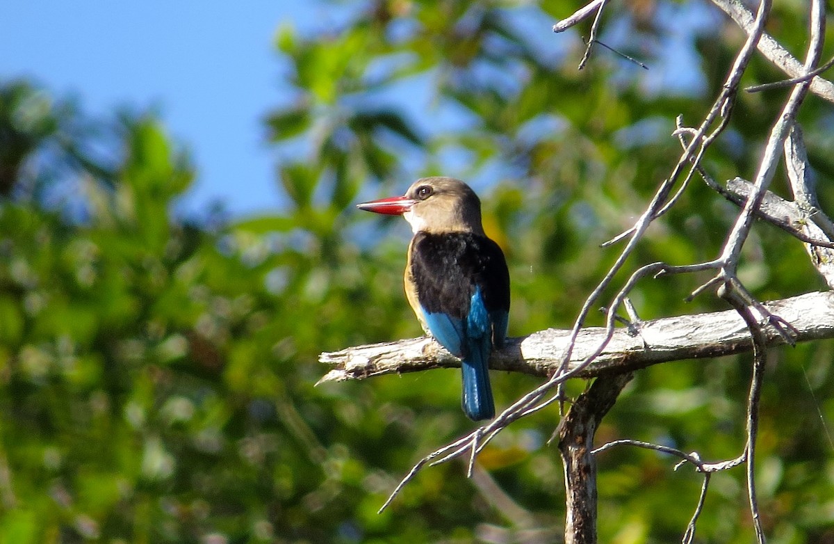 Brown-hooded Kingfisher - ML63011651