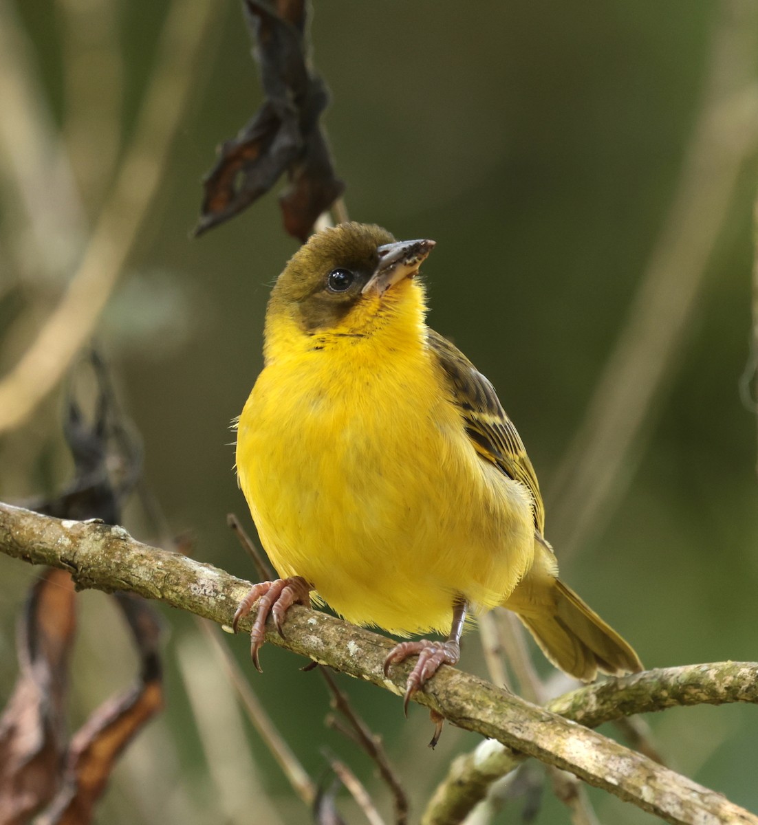Baglafecht Weaver - ML630116525