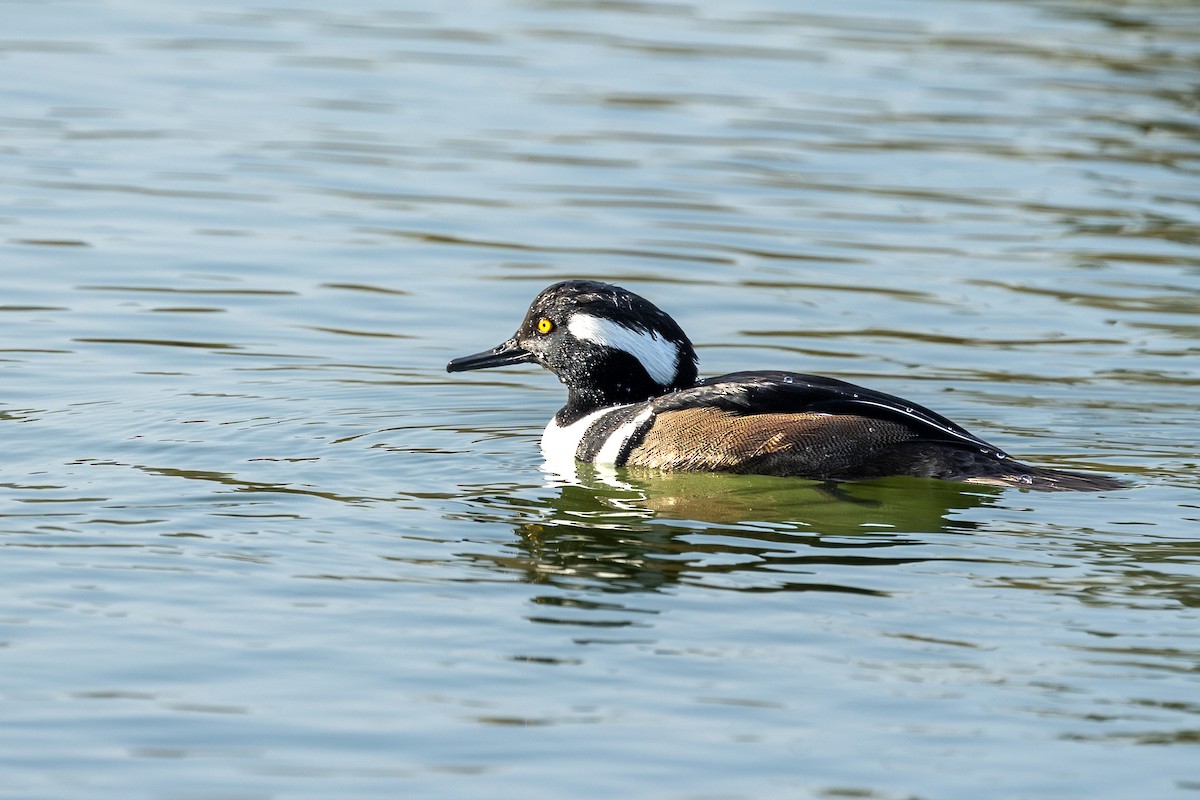 Hooded Merganser - ML630116603